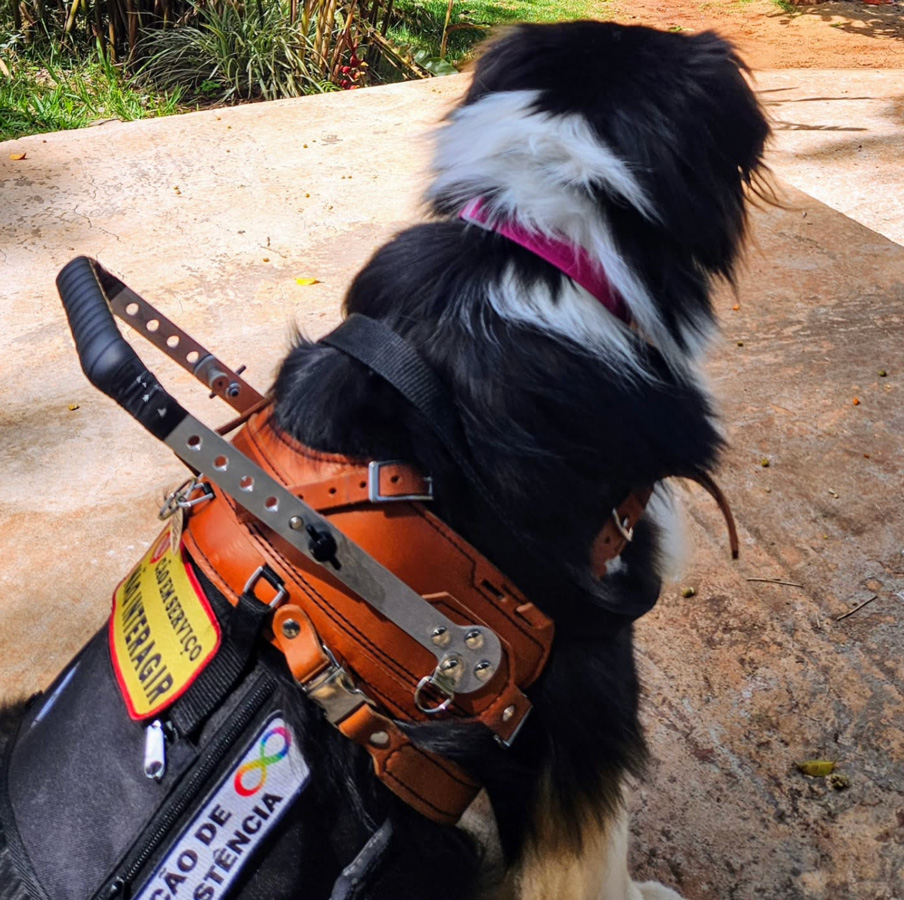 Foto de Leia mostrando o harness e seu colete de cão de assistência