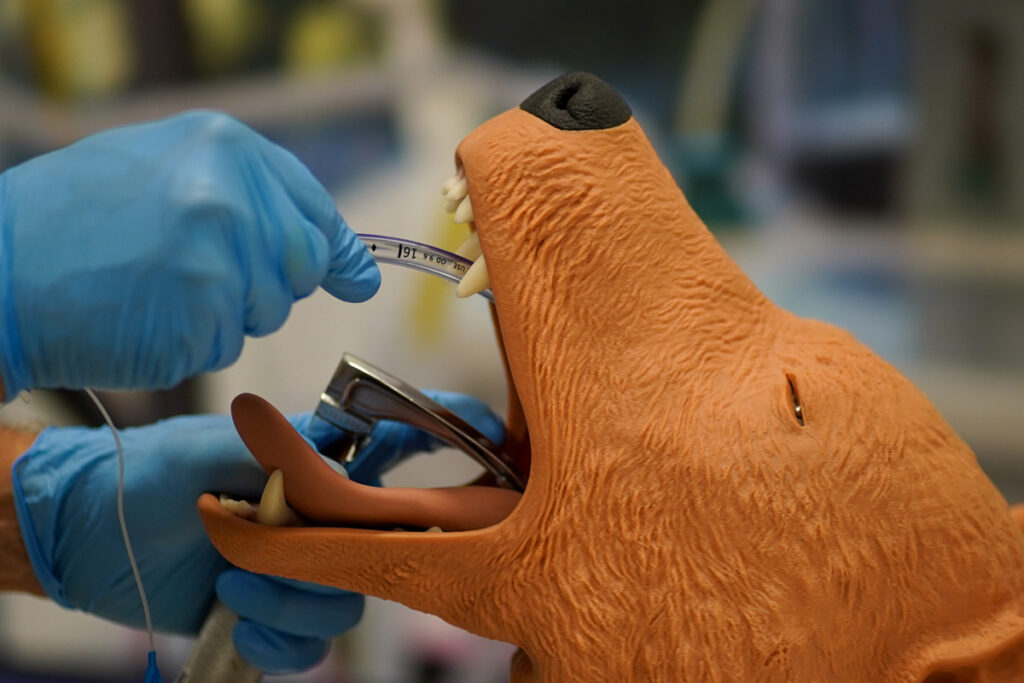 Foto de um simulador veterinário de intubação canina